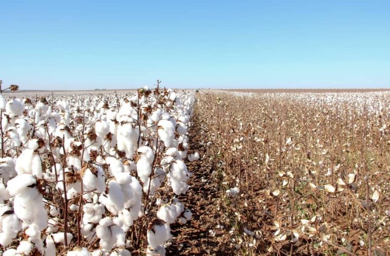 Why to Do Nutrient Management in Cotton?